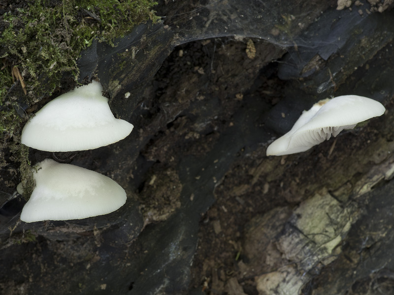 Crepidotus malachius